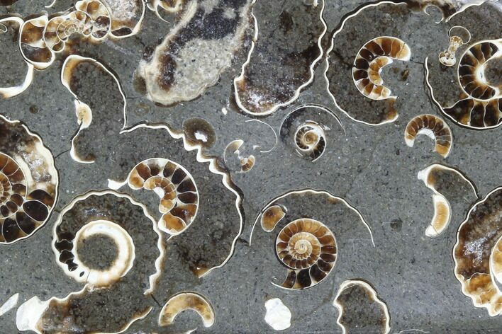 Polished Ammonite Fossil Slab - Marston Magna Marble #63832